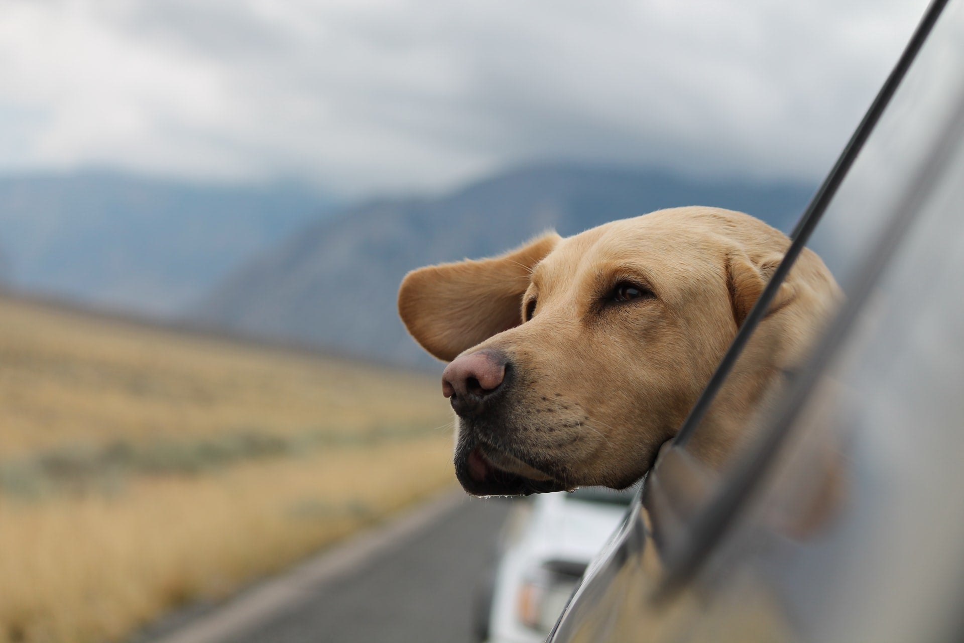 Pet Travel
